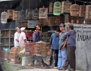 Sale of Protected Birds Reported Again to BKSDA (December 14, 2015)